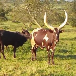 Eid al-Adha / Qurbani<br>1447 AH (2026 AD)